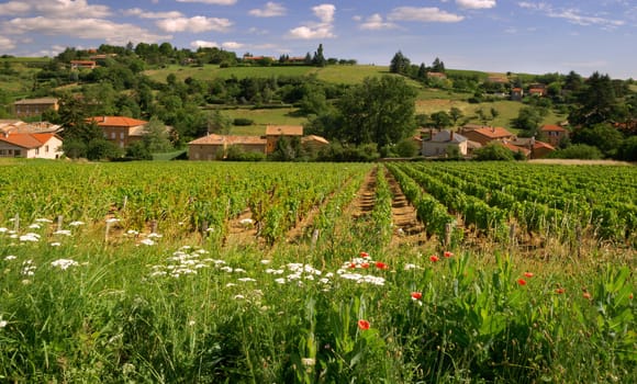 Picture of a Beaujolais vineyard in France 