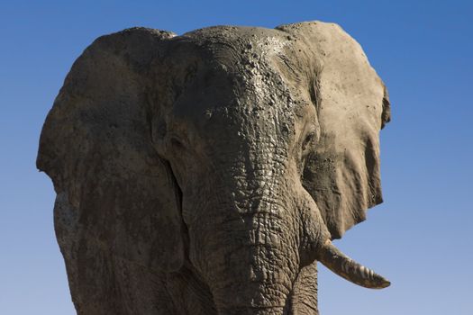 very old bull elephant with a tusk missing covered in mud