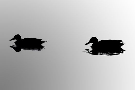 Two duck silhouettes on a calm pond