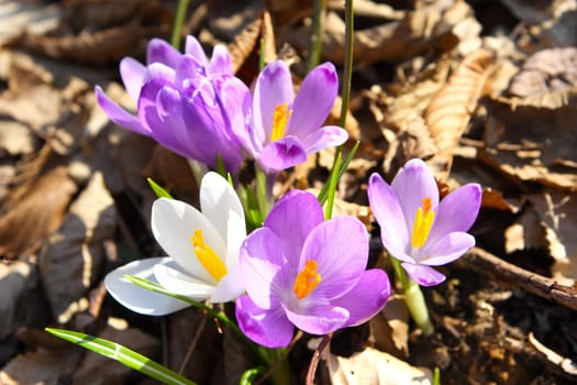 Beautiful pink and white saffron spring flowers amid dried leaves