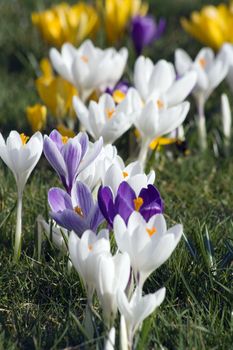 A mixture of spring flowers in white, yellow and purple