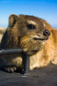 Close up shot of a rock dassie on top of Table Mountain, cape Town South Africa