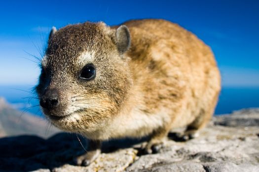 Close up shot of a rock dassie on top of Table Mountain, cape Town South Africa