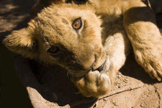 Close up of a lion cub sucking its paw and looking straight at the camera