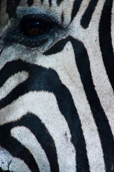 Close up of a zebra's face showing the eye and its black and white stripes