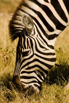 close up of zebra grazing in Etosha National Park, Namibia