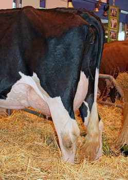 dairy cow in its stall during  a show farm