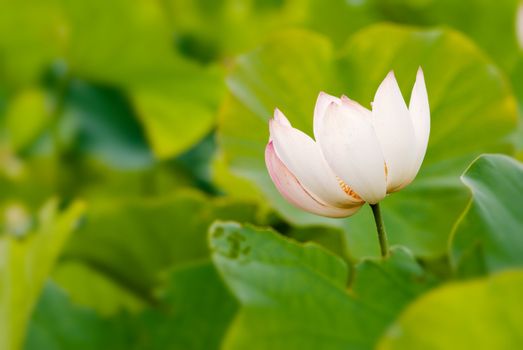 It is the beautiful lotus in white color.