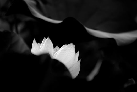 It is abstract low-key lotus in black and white.