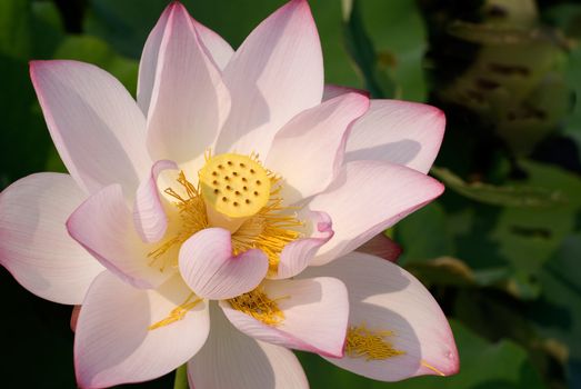 It is the beautiful lotus in white color.