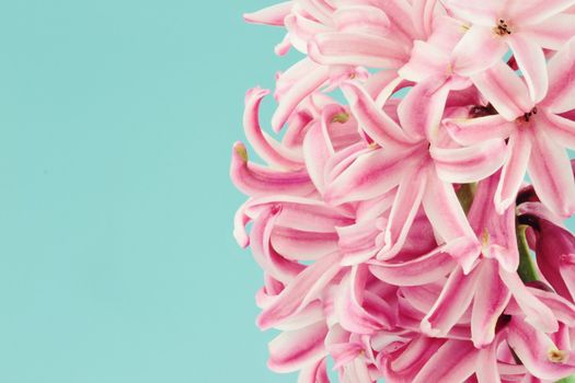 Beautiful pink hyacinth macro against a blue background with available copy space.
