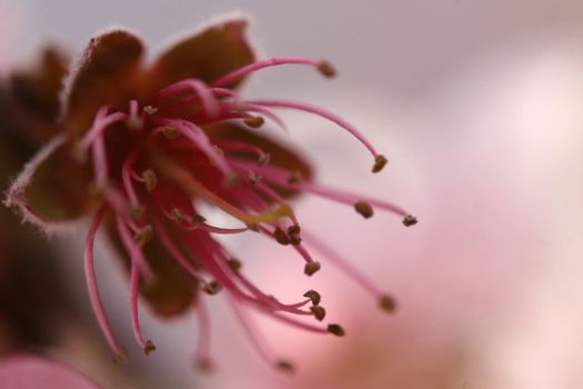 Macro shot of a pink peach blossom with stamens waving in the breeze