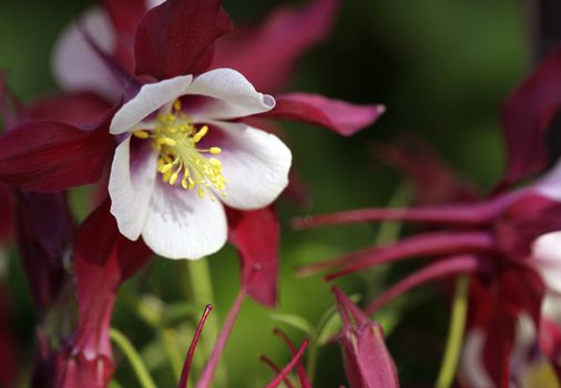 Red Columbines in the early morning sunshine