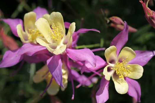 Columbines, the state flower of Colorado, shimmer in the morning sunshine