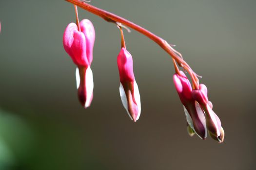 Pink Bleeding Heart in a row with copy space