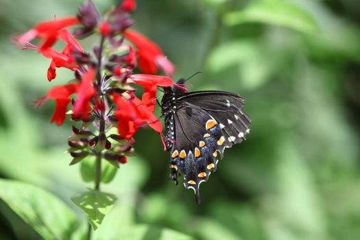 Black swallowtail butterly feeding on red salvia in the butterfly pavilion of the Phoenix botanical gardens