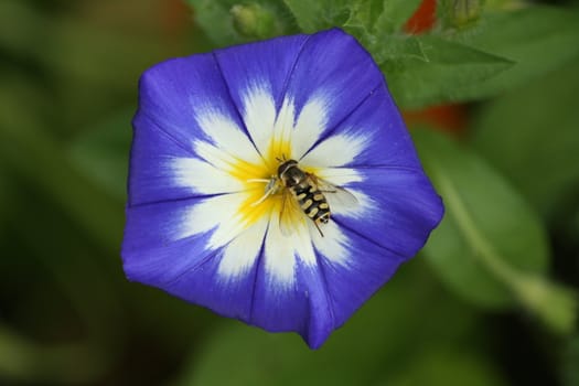 Nahaufnahme einer dreifarbigen Winde (Convolvulus tricolor) blau,weiß,gelb	Close-up of a tri-color bindweed (Convolvulus tricolor) blue, white, yellow