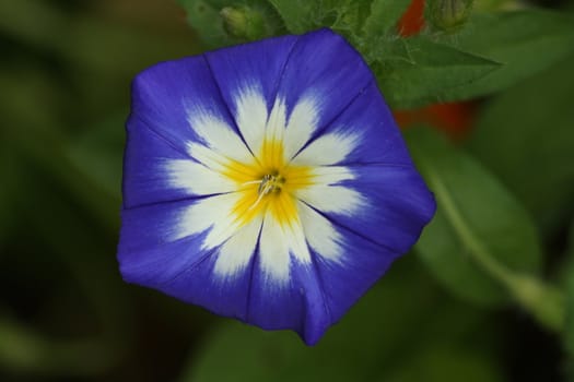 Nahaufnahme einer dreifarbigen Winde (Convolvulus tricolor) blau,weiß,gelb	Close-up of a tri-color bindweed (Convolvulus tricolor) blue, white, yellow