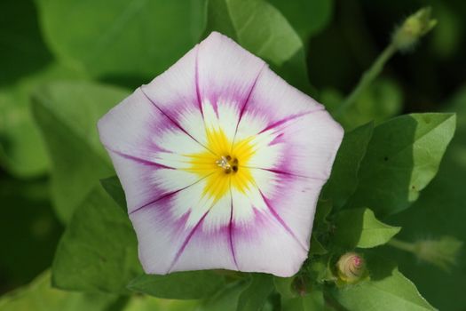 Nahaufnahme einer dreifarbigen Winde (Convolvulus tricolor) rosa,weiß,gelb	Close-up of a tri-color bindweed (Convolvulus tricolor) pink, white, yellow