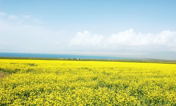 Landscape of vast rapeseed fields in spring