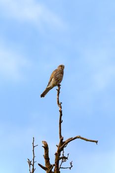 This image shows a portrait from a kestrel