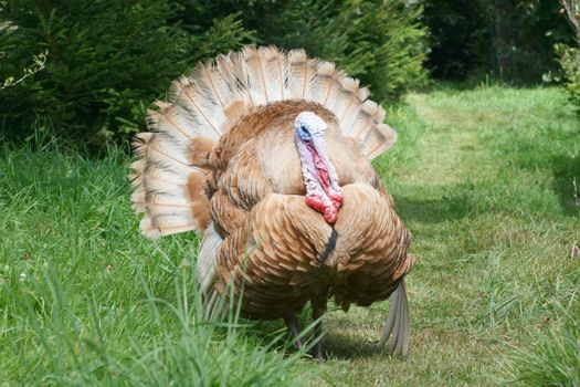 balzender Truthahn auf grüner Wiese	courting turkey on a green field