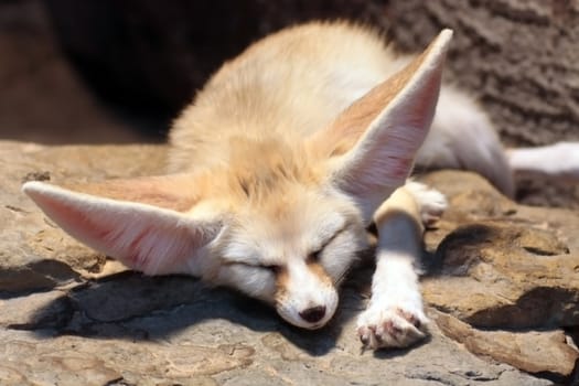 This image shows a sleeping fennec