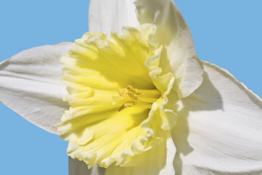 This image shows a macro from a isolated white daffodil