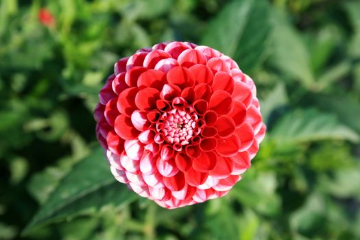 this image shows a macro from a dahlia