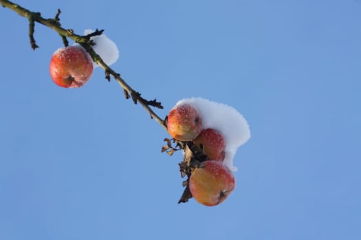 This image shows frozen apples from a cold winter day