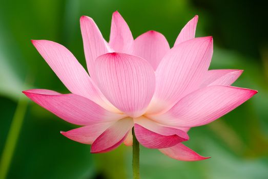 It is the beautiful lotus flower photo.