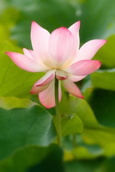 It is the beautiful lotus flower photo.