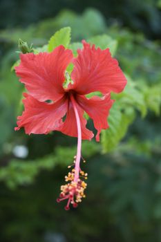 Hibiscus, national flower of Malaysia
