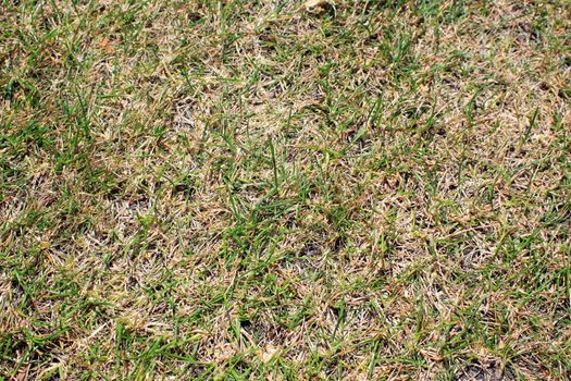 Deatail of a  patch of grass bleached and dry in the summer sun.