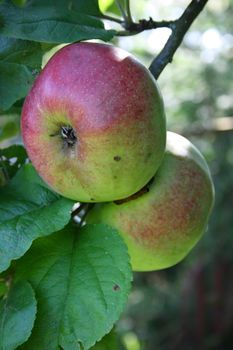 red apples on the tree, ready for harvest