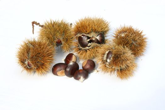 Einige Esskastanien Teilweise noch im Fruchtgehäuse	
Some chestnuts Partly still in the fruit body