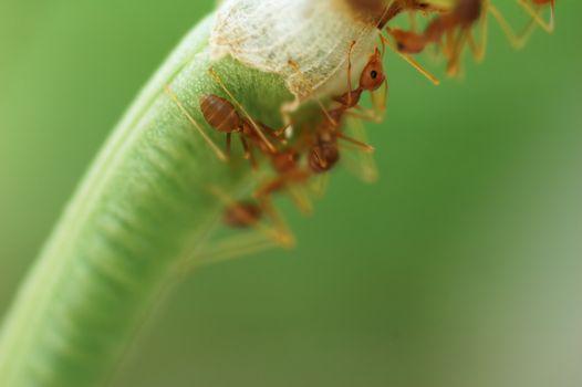 Macro of Formicidae ants with low depth of field