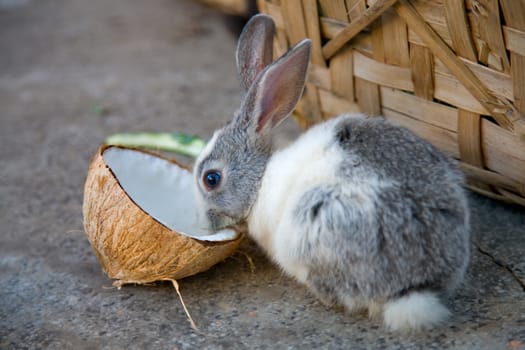 black and white coloured  rabbit eating coconut