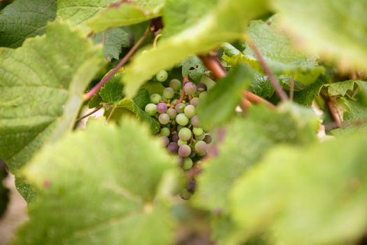 Grape details growing in vineyard field in Spain