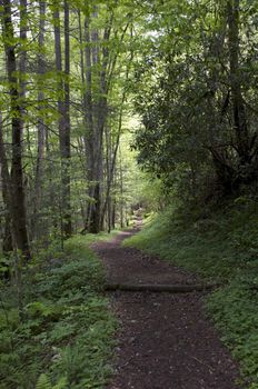 Great Smokey Mountains National Park, USA