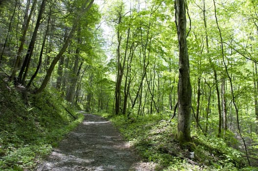 Great Smokey Mountains National Park, USA