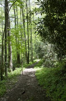 Great Smokey Mountains National Park, USA