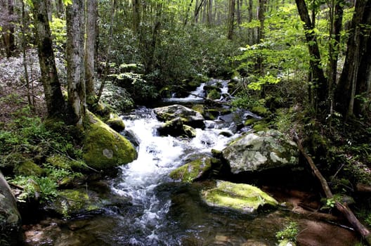 Great Smokey Mountains National Park, USA