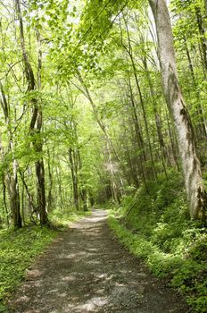 Great Smokey Mountains National Park, USA