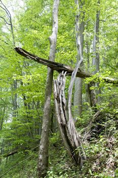 Great Smokey Mountains National Park, USA