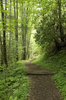 Great Smokey Mountains National Park, USA