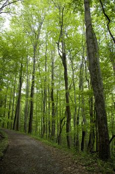 Great Smokey Mountains National Park, USA