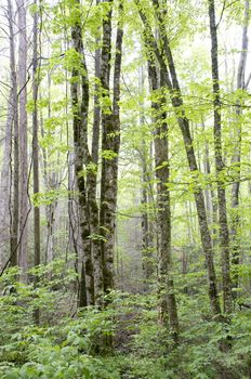 Great Smokey Mountains National Park, USA