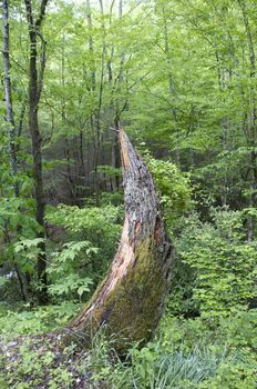 Great Smokey Mountains National Park, USA