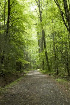 Great Smokey Mountains National Park, USA